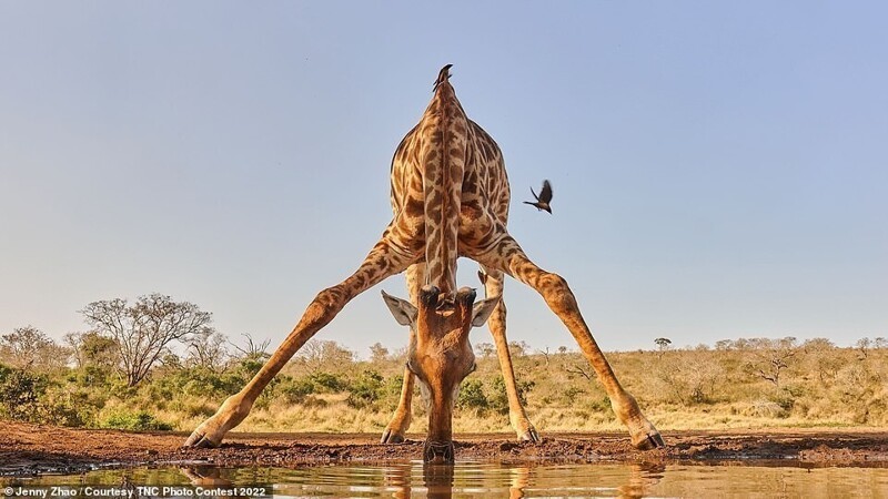 Жираф на водопое в южноафриканском заповеднике. Фотограф Jenny Zhao