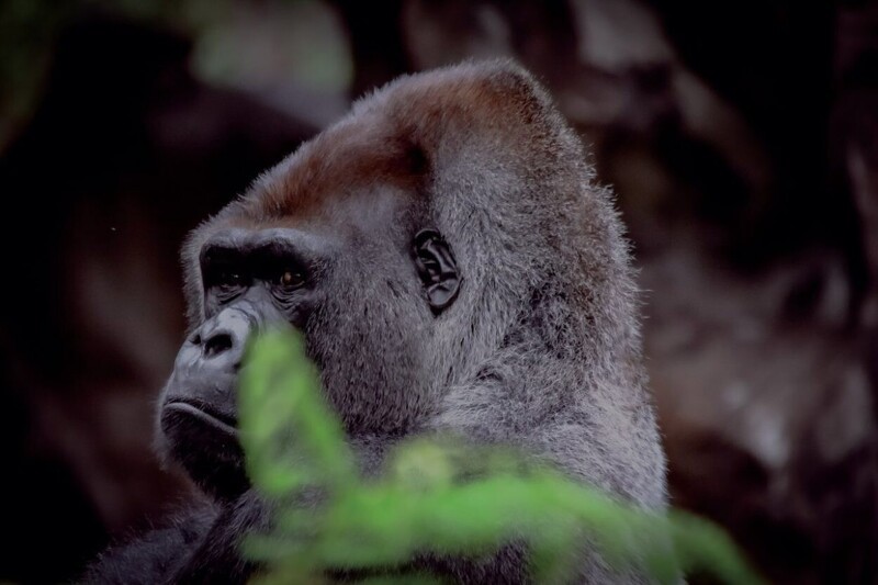 10 интересных фактов о гориллах