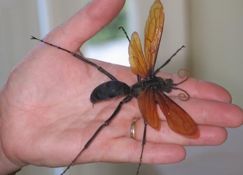Укус ястребиной осы, убийцы тарантулов, самый болезненный в мире. Боль от укуса изнурительная и мучительная, и человек полностью теряет координацию движений