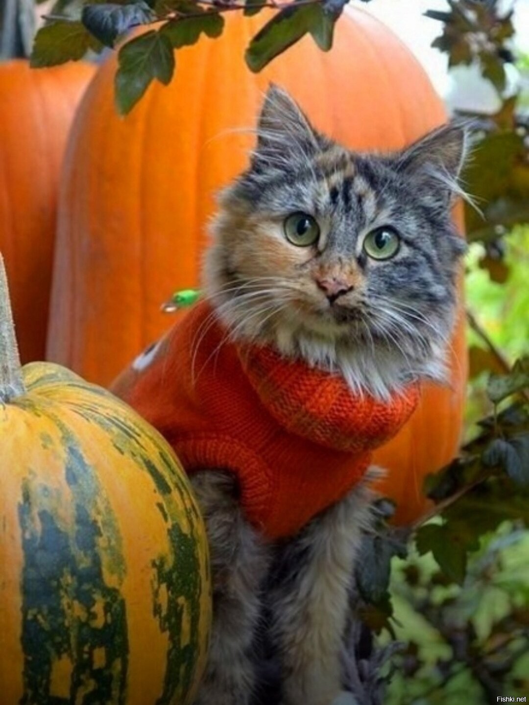 Кот тыква