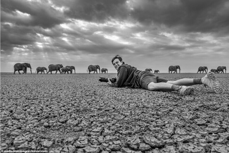 Стадо слонов, за которым наблюдает фотограф Джеймс Левин