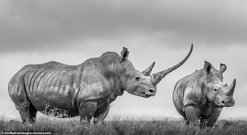 Носороги, идущие бок о бок