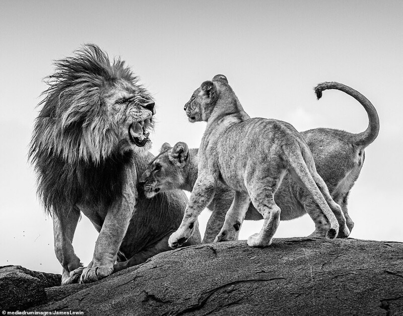Взрослый лев рычит на двух игривых молодых львят, которые подошли к нему слишком близко