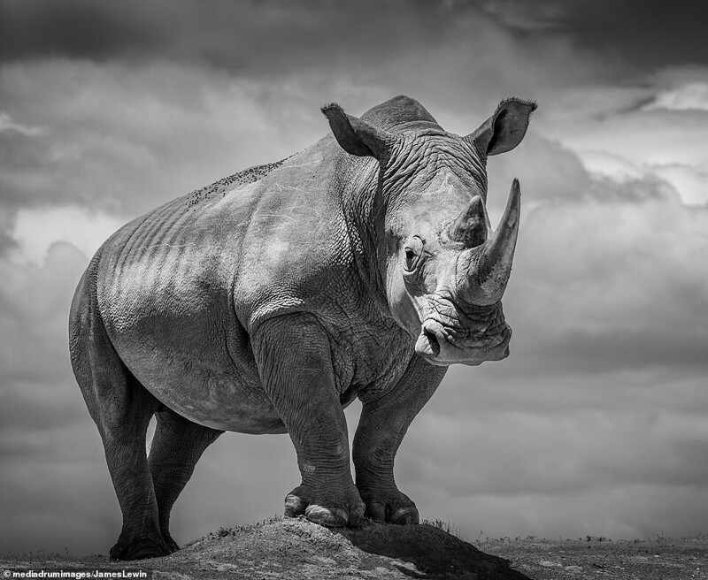Задумчивый носорог. Очень импозантный