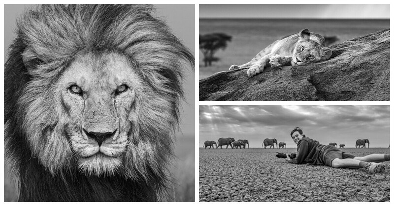 Фотограф снимает портреты самых свирепых хищников Африки с помощью удаленной камеры