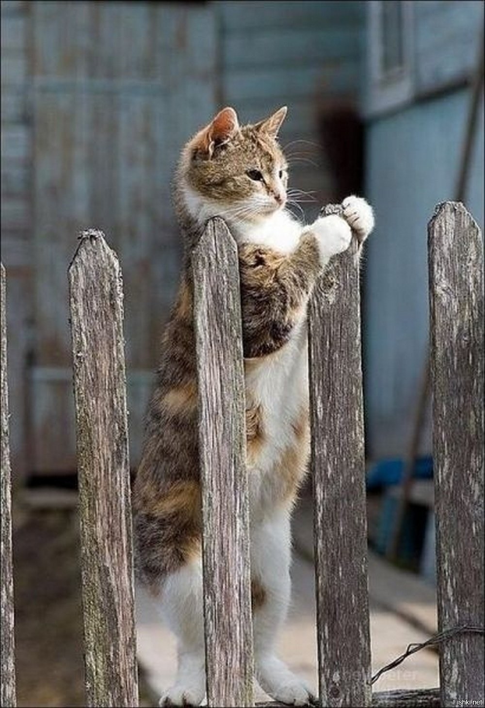 Кот ждет весну. Кот на заборе. Коты на заборе. Кот сидит на заборе. Кот радуется весне.