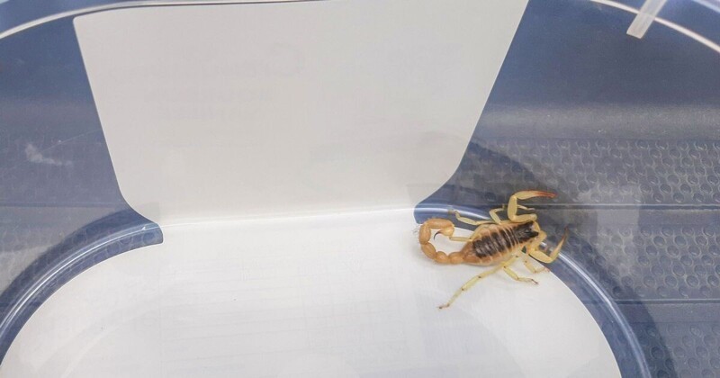 Туриста укусил скорпион, спрятавшийся в его багаже
