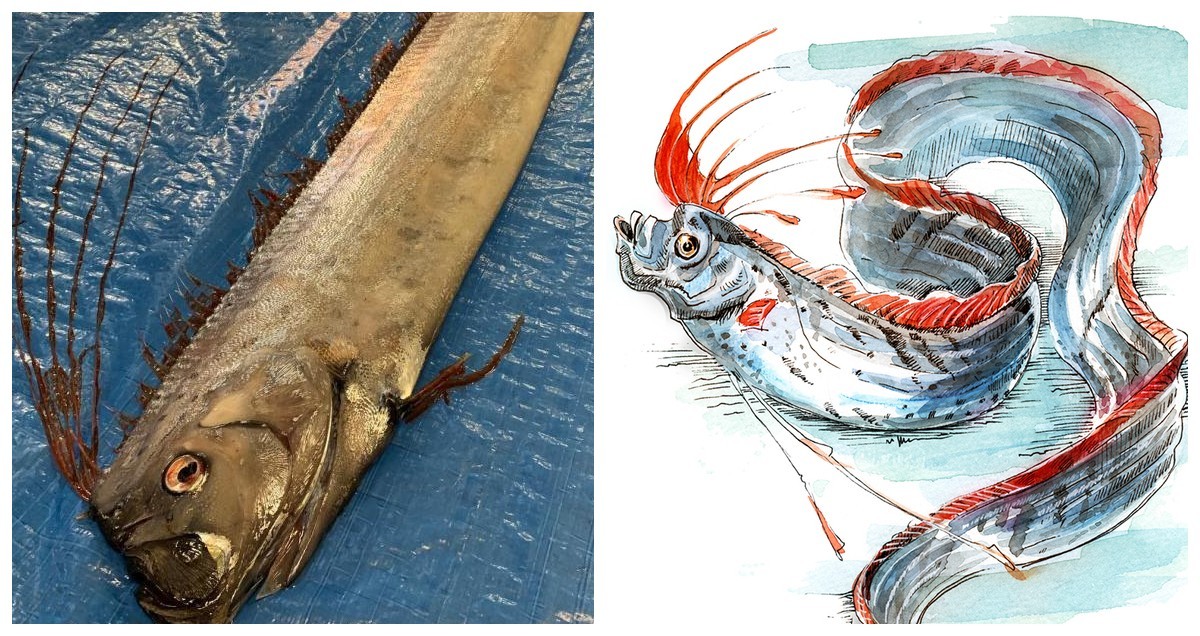 Рыбаки поймали "сельдяного короля" - предвестника конца света
