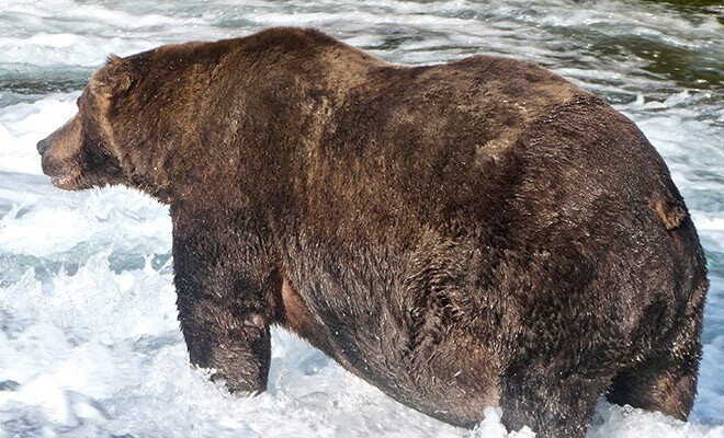 На Аляске проводят конкурс на самого толстенького медведя