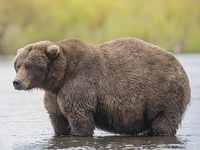 На Аляске проводят конкурс на самого толстенького медведя