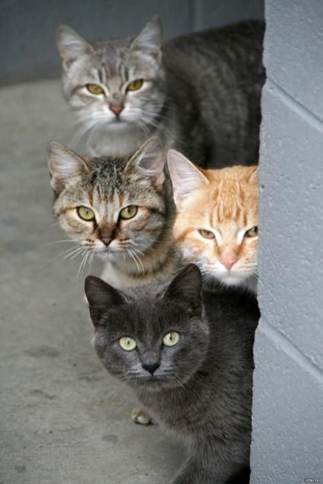 Четверо кошек. Коты. Несколько кошек. Четыре кошки. Несколько котов.