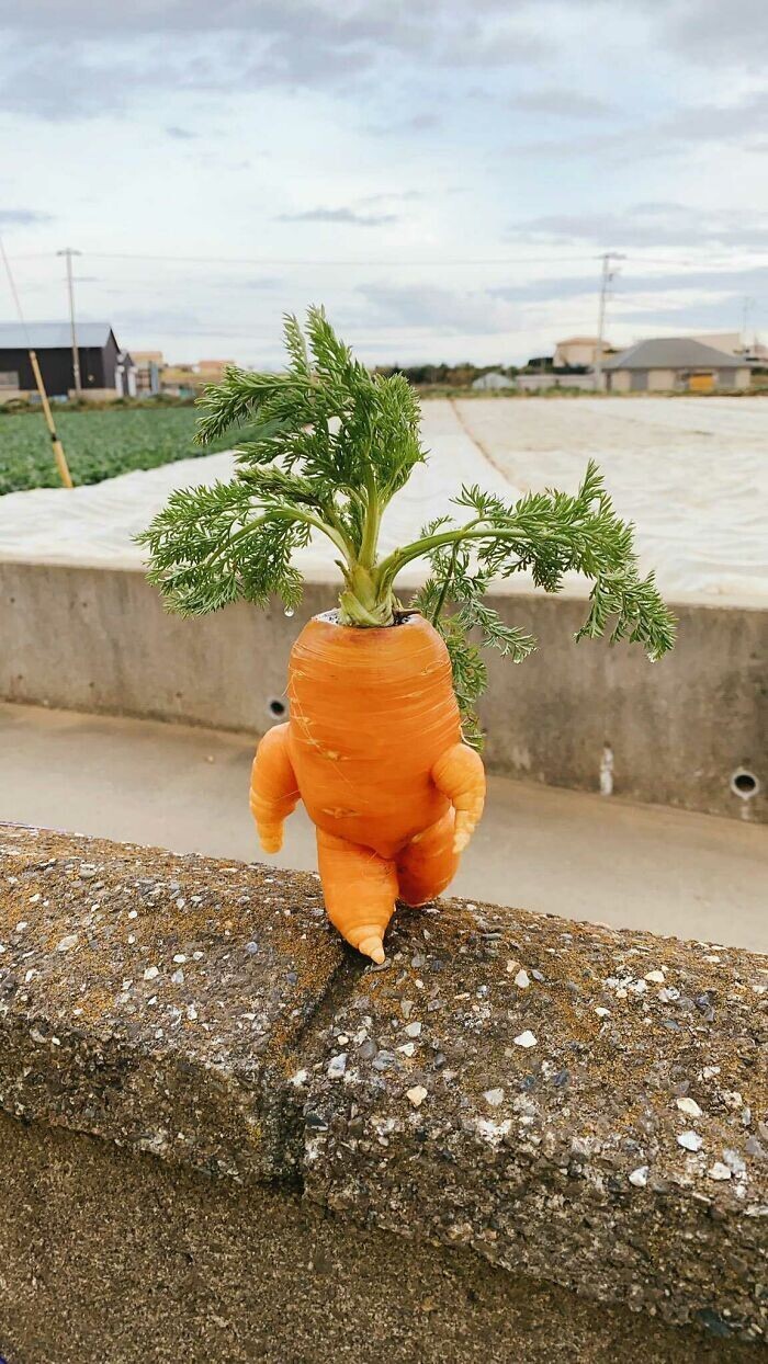 13. Бодрая морковь спешит по делам