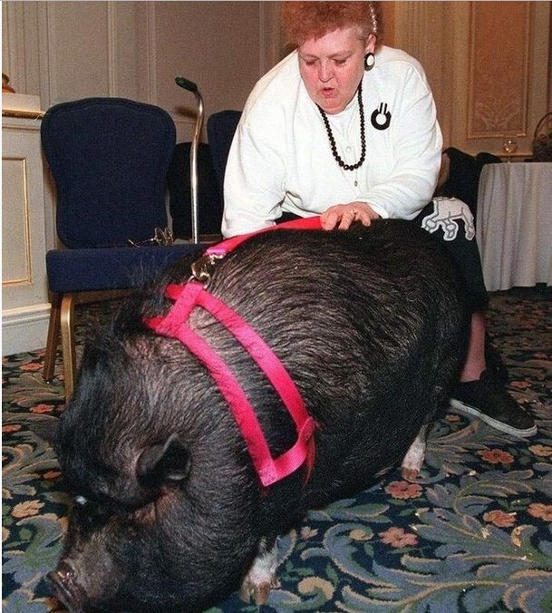 Свинья спасла хозяина от сердечного приступа