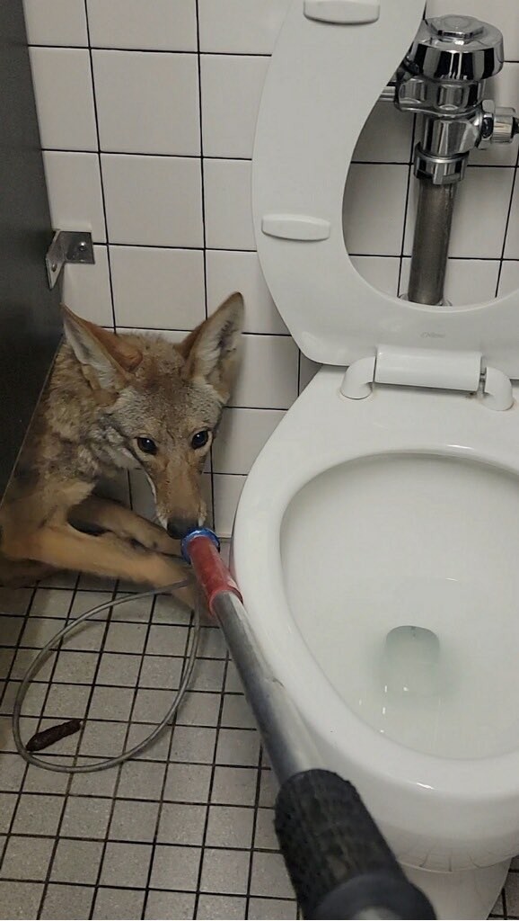 В туалет школы в Калифорнии забрел койот