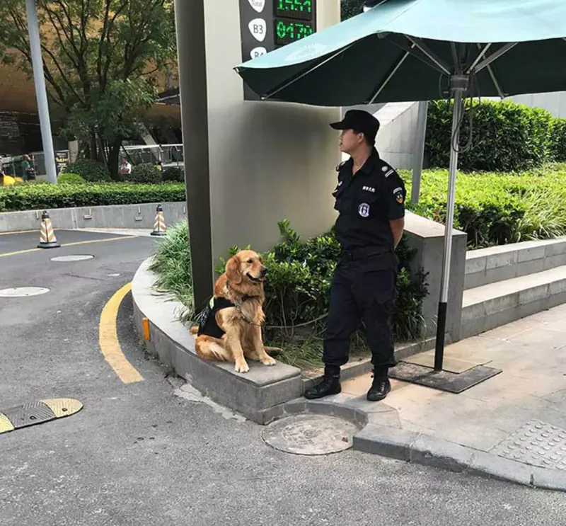 Охранник в Шанхае и его лохматый напарник 
