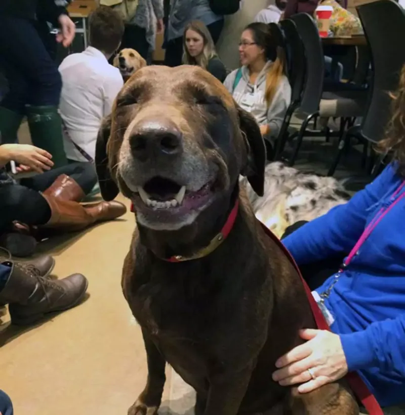 Джерри — зарегистрированный пес-терапевт. На работе он всегда улыбается 
