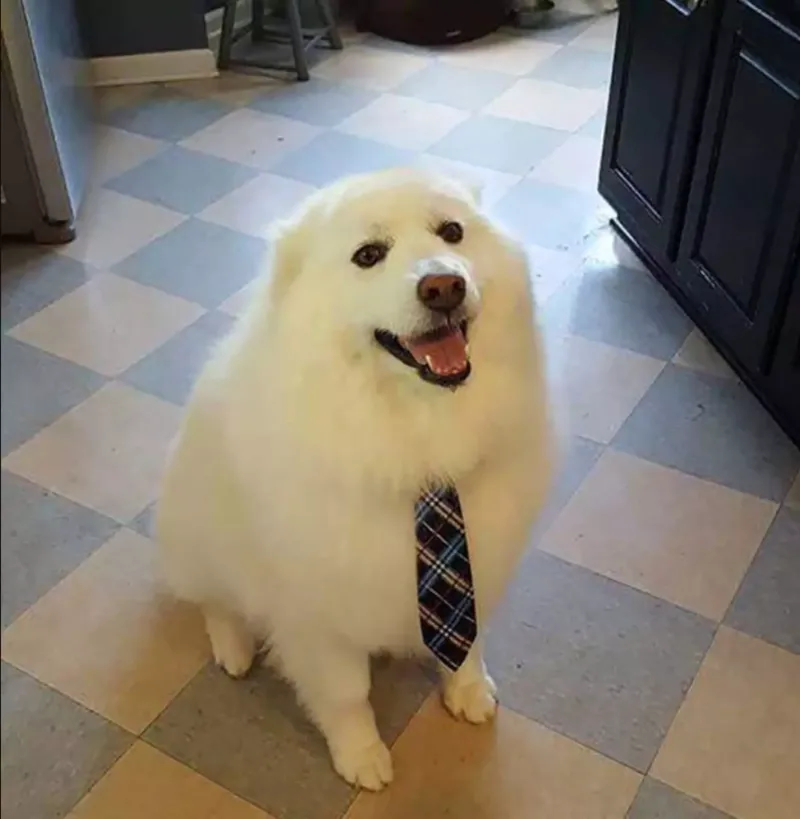 Харви надел галстук для своего первого рабочего дня 