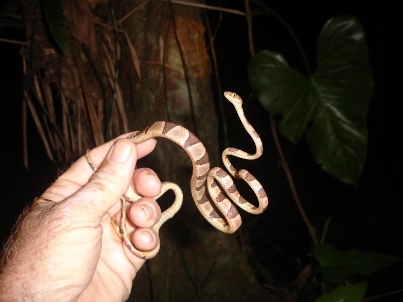 Ремневидная змея: не змея, а натуральный шнурок!