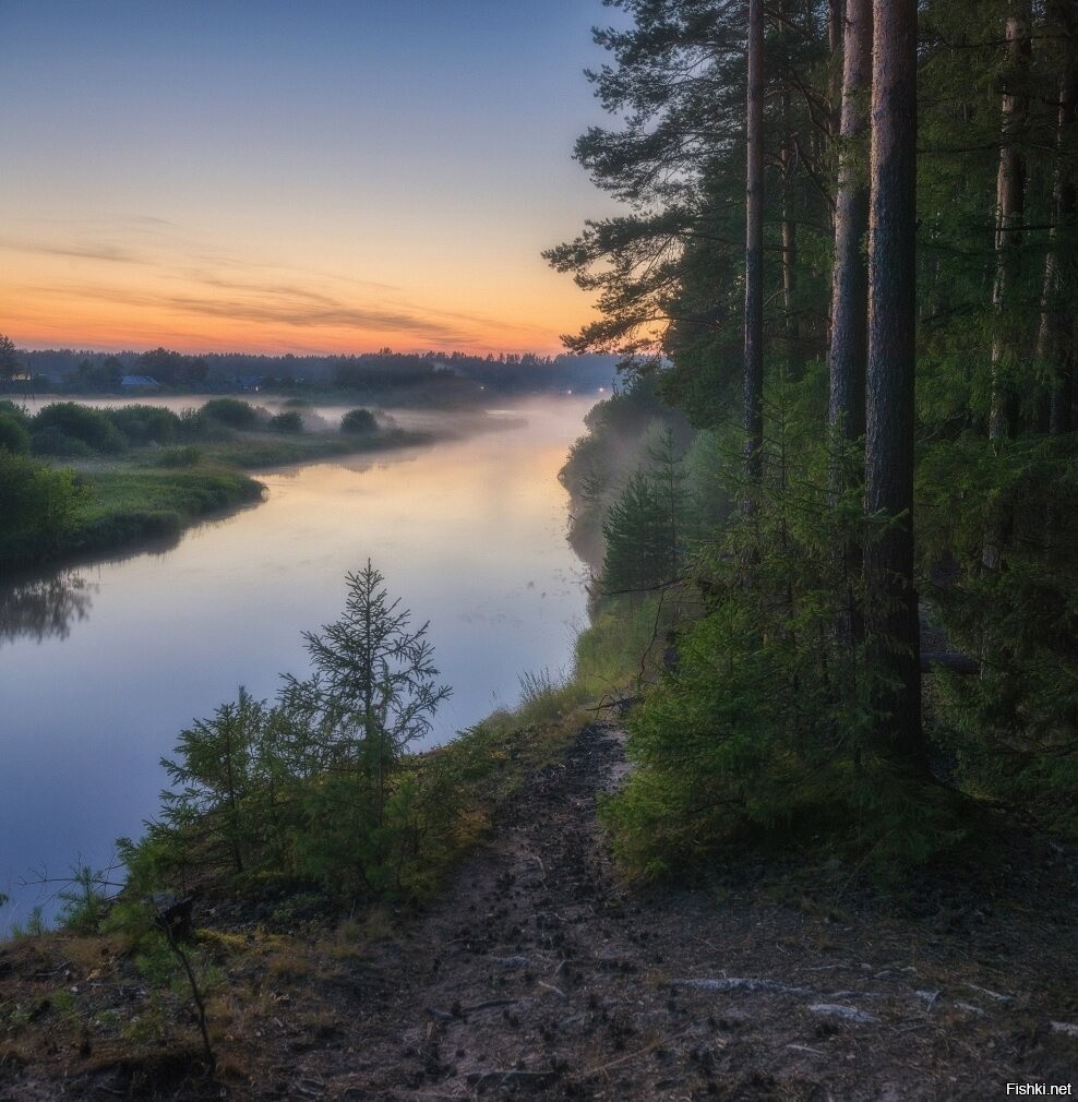 Белая холуница фото