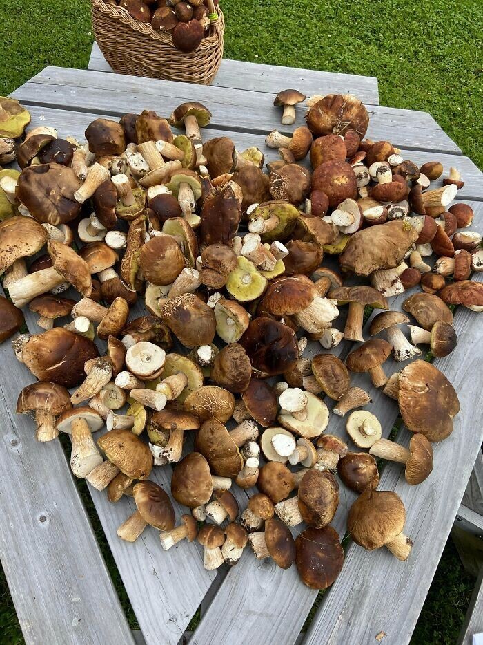 23. "Пройдя 15 км по арктической тундре, я собрал 15 кг белых грибов. Хватит есть на всю зиму и делиться с соседями. Черника была моей закуской"