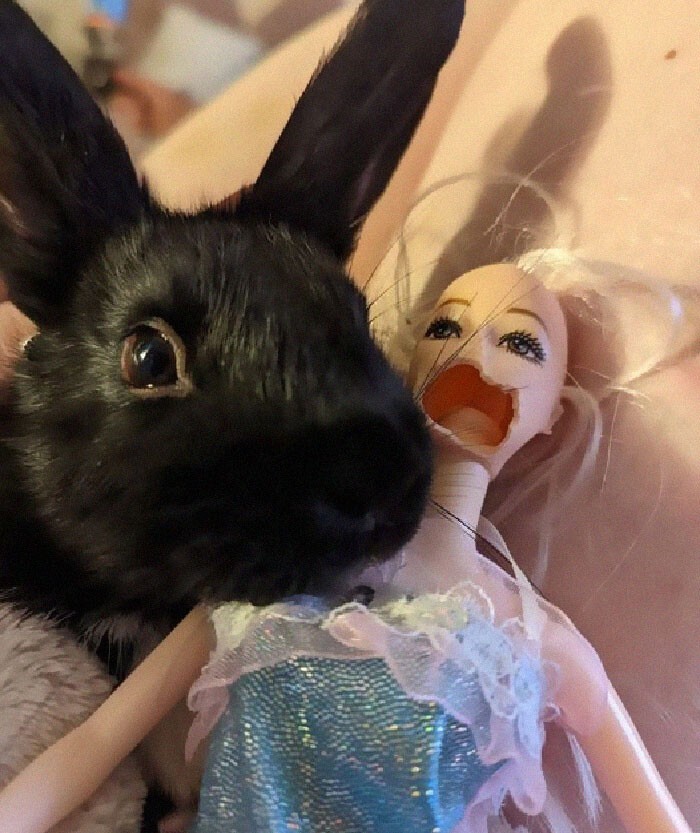 Кролик решил, что так красивее