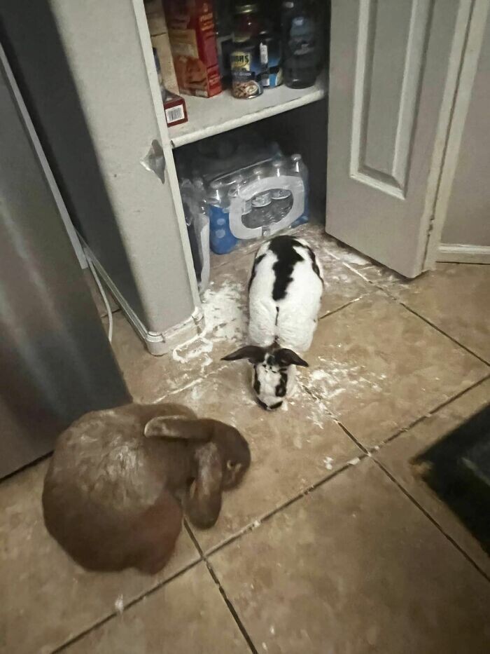 Кролики устроили вечеринку