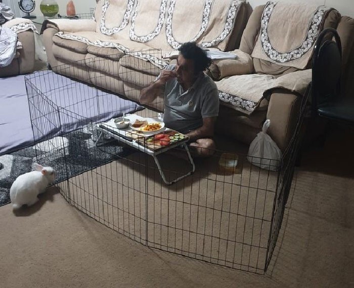 "Мой муж наконец придумал способ обедать спокойно, чтобы кролик не воровал еду"
