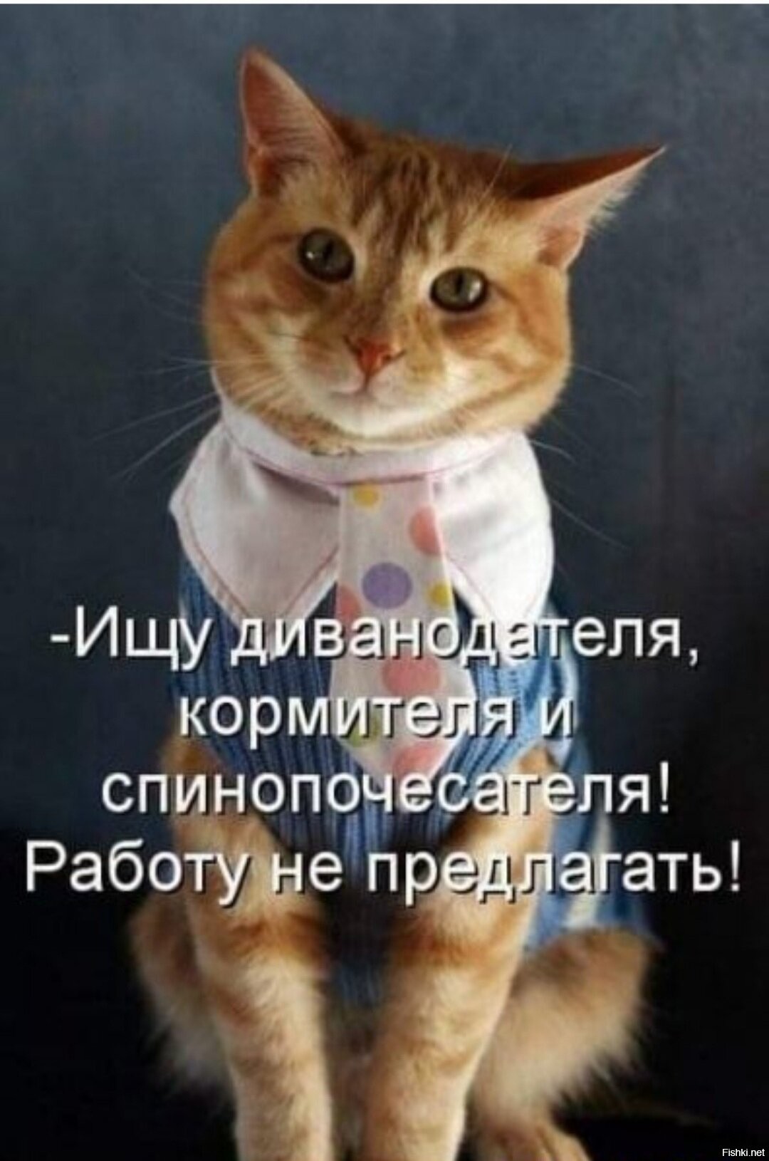 Котик для поднятия настроения. Весёлые надписи для поднятия настроения. Картинки для поднятия духа. Картинки прикольные для настроения с надписями. Картинки для улучшения настроения.