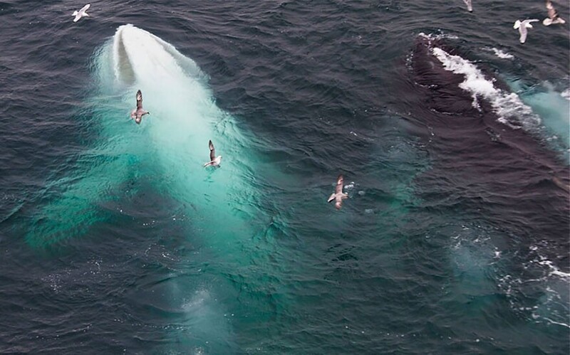 6. Горбатый кит