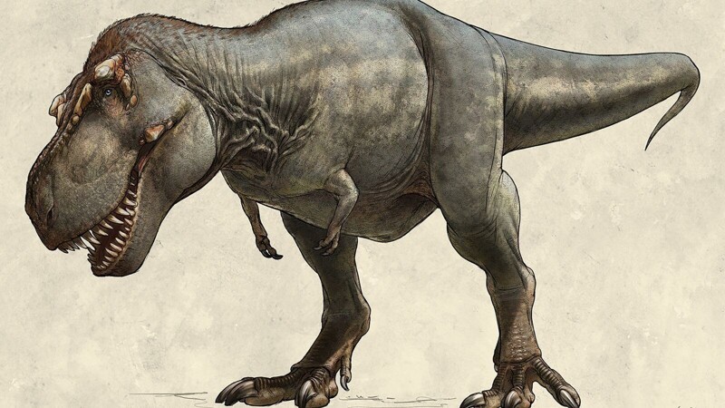 Почему у тираннозавров были такие маленькие лапки
