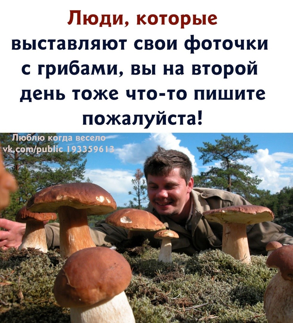 Съедобные грибы Ростовской области