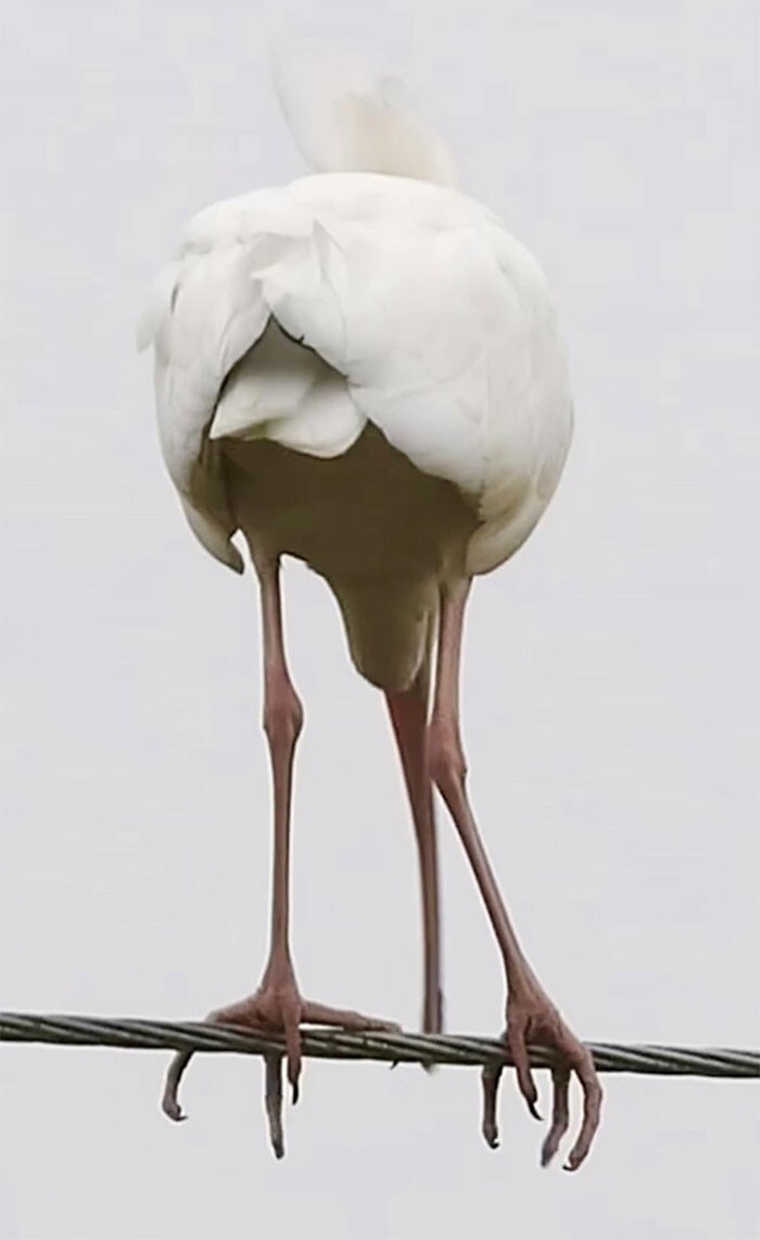 Белый ибис - величественная птица