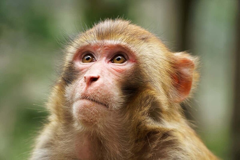 В Индии обезьяны официально владеют 13 гектарами земли