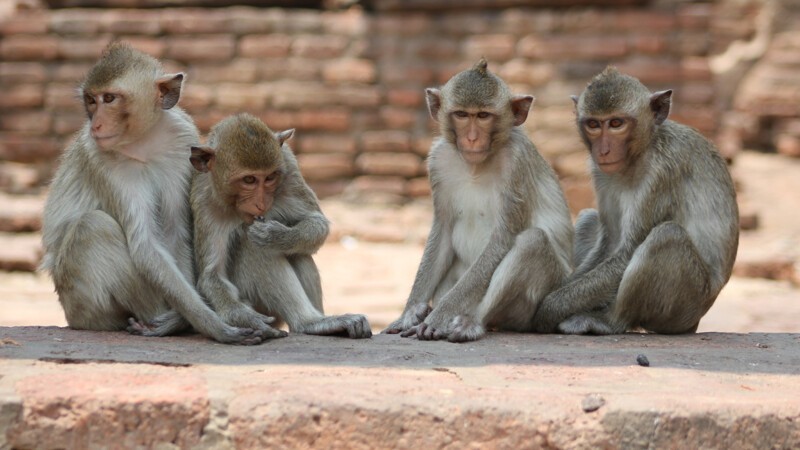 В Индии обезьяны официально владеют 13 гектарами земли