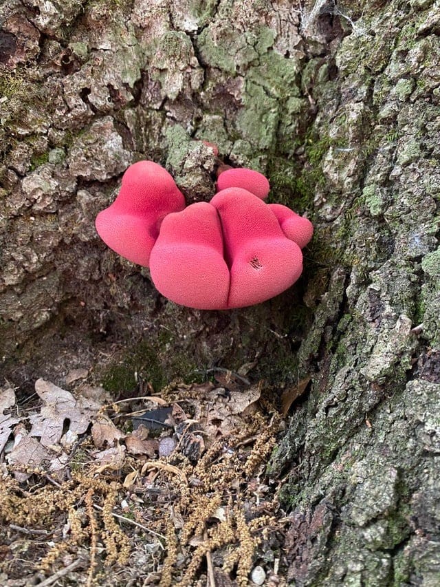 17 случаев, когда люди пошли в лес по грибы, а вернулись с настоящими грибными сокровищами