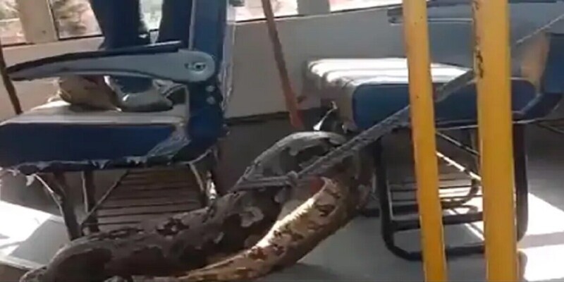 В Индии гигантский питон съел козлёнка, и залез в школьный автобус