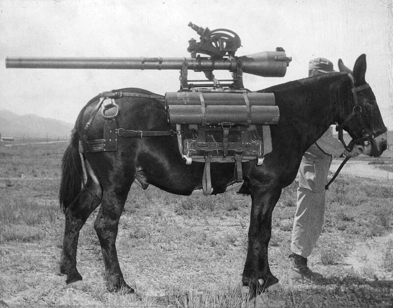 5. Мул с боевым оружием и боеприпасами во время Первой мировой войны