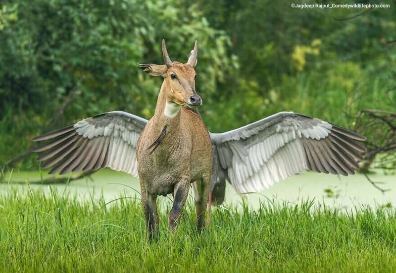 Почти пегас. Фотограф Jagdeep Rajput