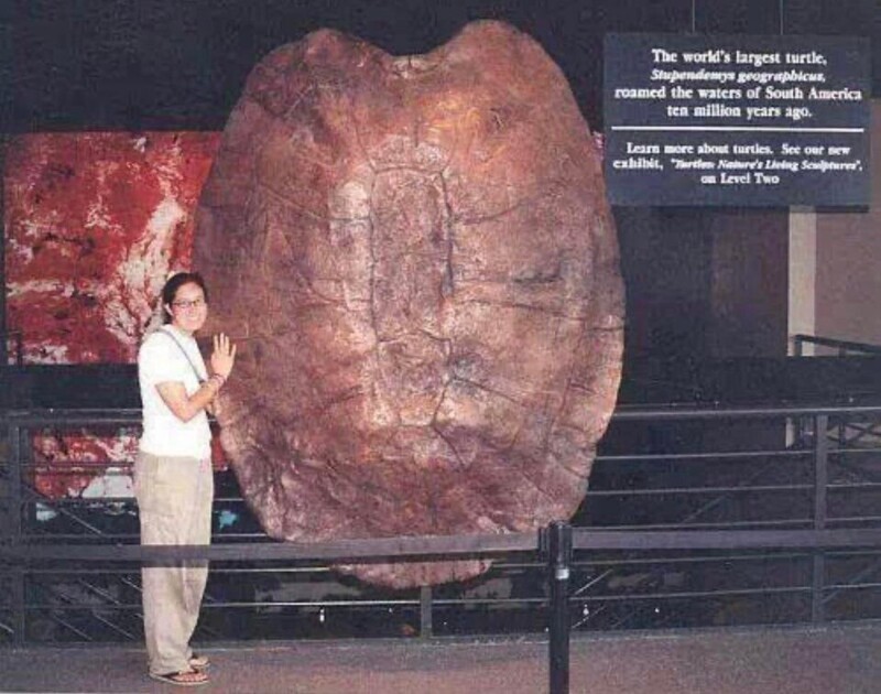 Самая большая черепаха в мире, которая бродила по Южной Америке 10 миллионов лет назад: Stupendemys Geographicus
