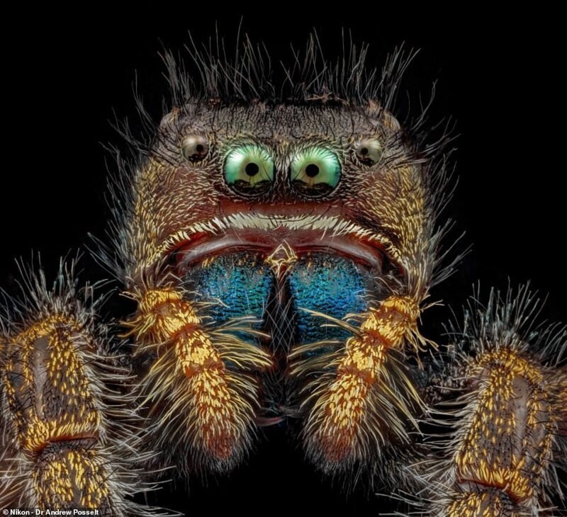 Эти снимки насекомых крупным планом - настоящие кадры из ночных кошмаров!