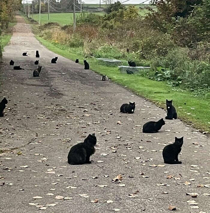 Черных котов много не бывает