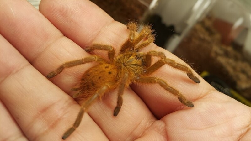 Британка нашла во дворе тарантула, что обитают только в Африке