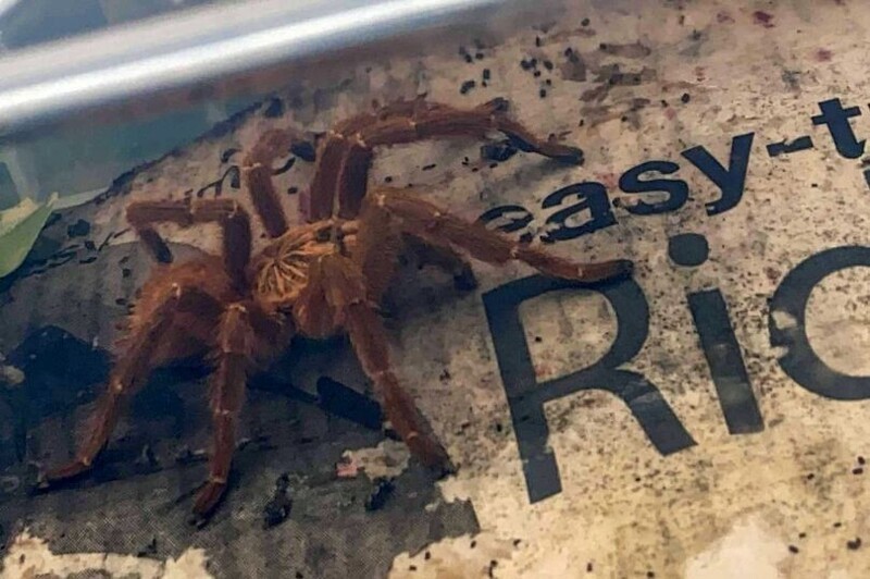 Британка нашла во дворе тарантула, что обитают только в Африке