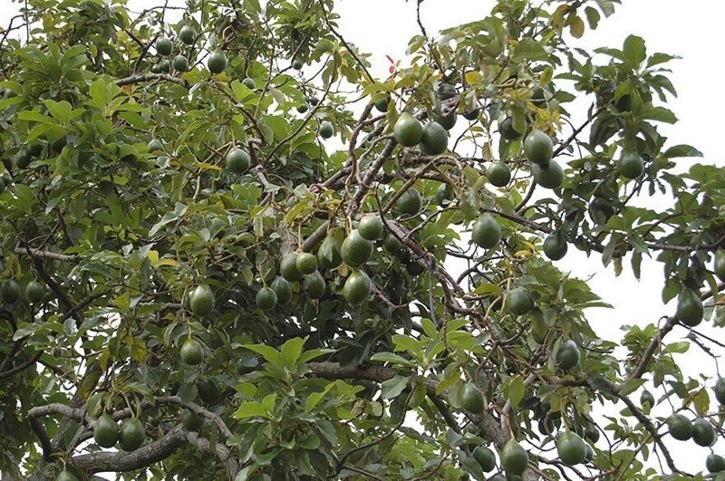 Авокадо - фрукт. Он растет на деревьях в больших количествах