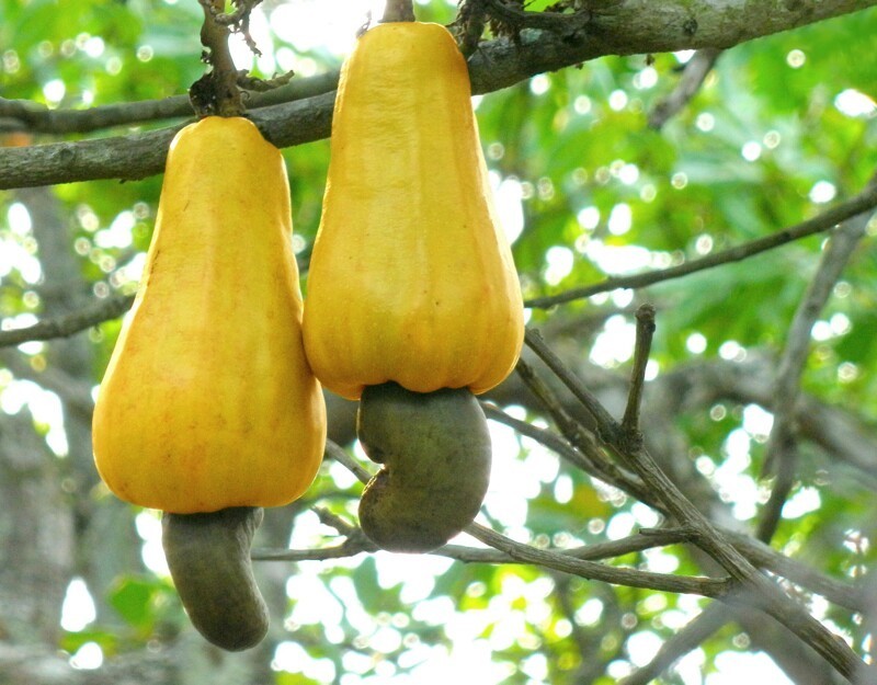 Орехи кешью растут из таких плодов (которые, кстати, имеют ядовитую оболочку)