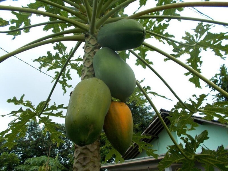 Папайя растет на пальмообразном дереве