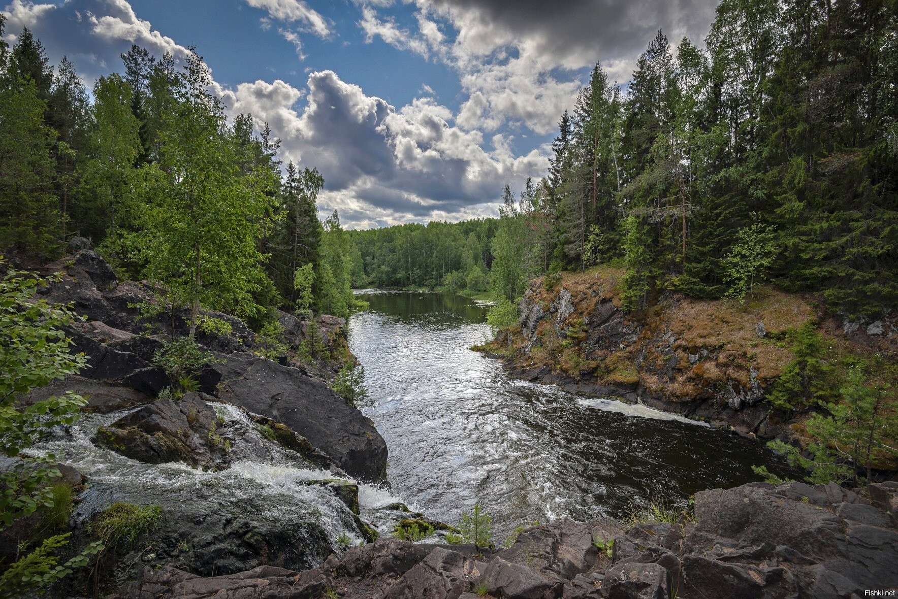 Суна карелия