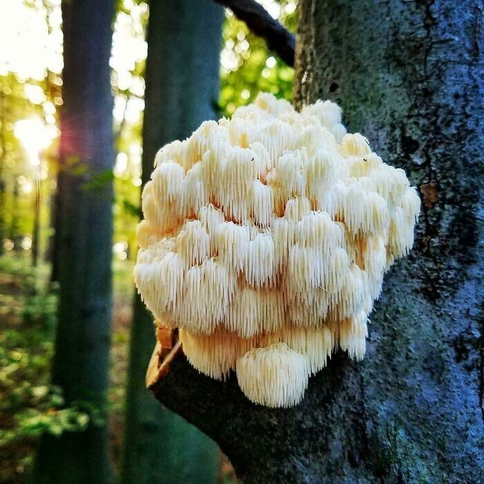 Эти грибы - словно драгоценное украшение на дереве