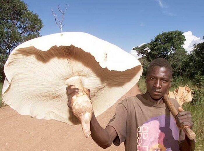 В Замбии одним грибом можно кормить семью несколько дней. Это термитомицес титанический -  самый большой съедобный гриб в мире