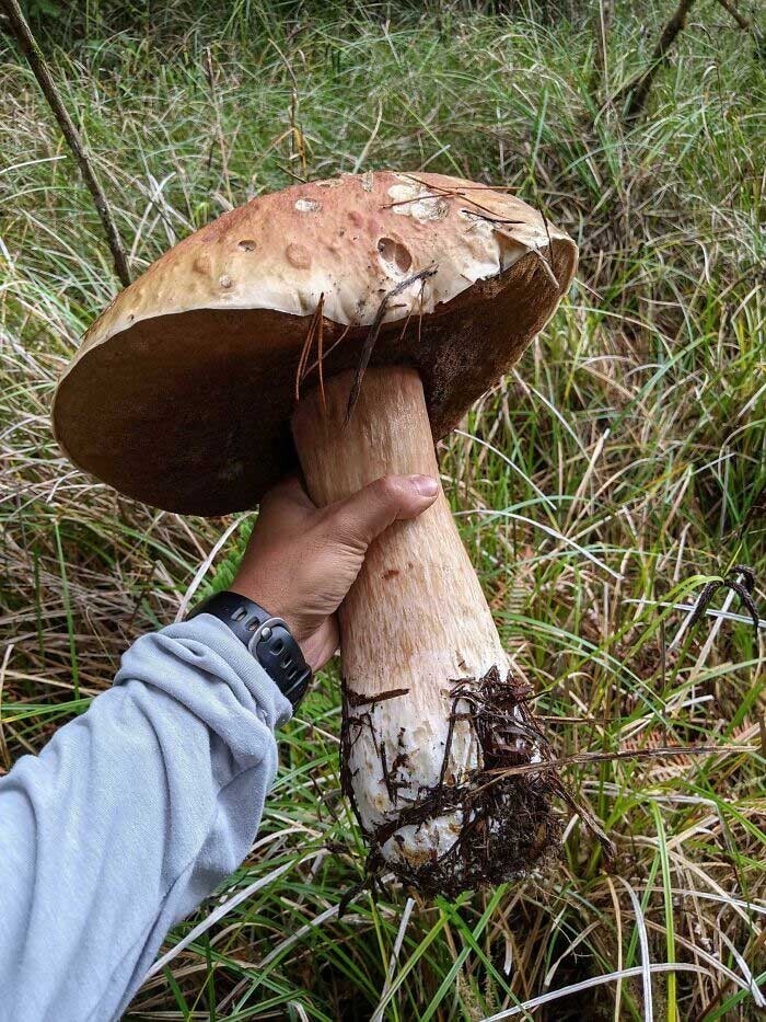 Самый большой белый гриб Орегона